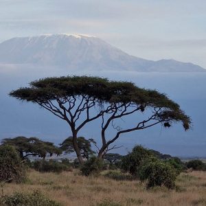 Safari Parco Amboseli
